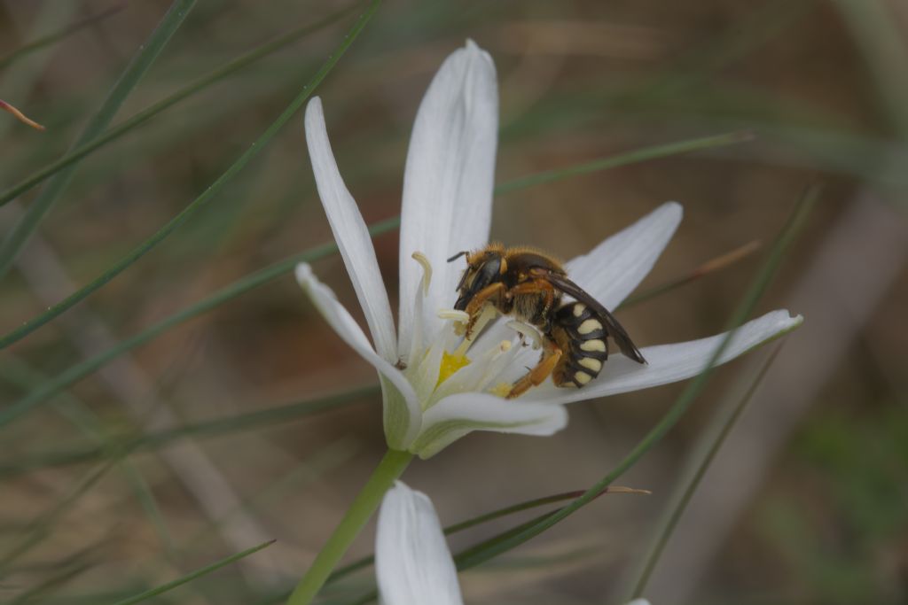 Possibile Hymenoptera - Rhodanthidium septemdentatum ???